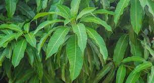 mango leaf benefits ;-  कई बीमारियों का रामबाण इलाज हे आम के पत्ते , जानिए क्या क्या हे इसके फायदे।