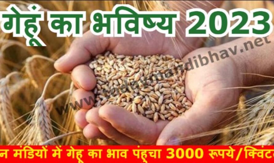 Wheat Rate :- गेहू किसानो को मिल सकता है सकता मुनाफा, गेहूं का भविष्य 2023, इन मंडियों में गेहू का भाव पंहुचा 3000 रूपये/क्विंटल
