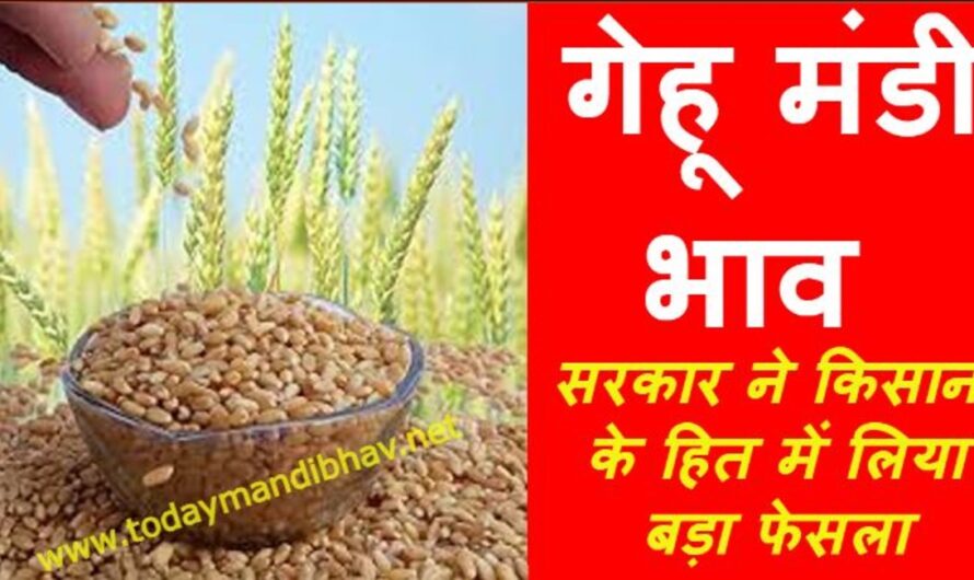 Wheat Rate :- गेहू के भाव में आई बंपर तेजी, सरकार ने किसानो के हित में लिया बड़ा फेसला, यहा देखे आज के ताजा गेहू मंडी भाव