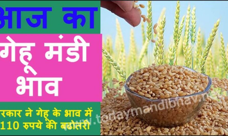 Wheat Rate :- सरकार ने गेहू के भाव में  110 रुपये की बढोतरी, यहा देखे आज के ताजा गेहू मंडी भाव, लाइव अपडेट