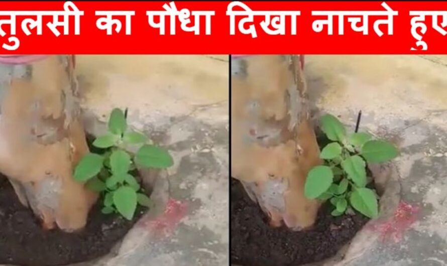 Viral Video :- नही देखा होगा कभी ऐसा चमत्कारी पौधा, वायरल विडियो में दिख रहा तुलसी का पौधा नाचते हुए, देखे पूरा विडियो