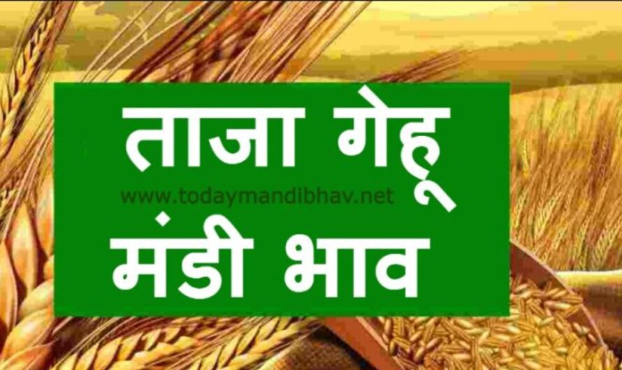 Wheat Rate :- गेहू मंडी भाव, सरकार ने गेहू के भाव में की 110 रूपये की बढोतरी, यहा देखे आज के ताजा लाइव भाव