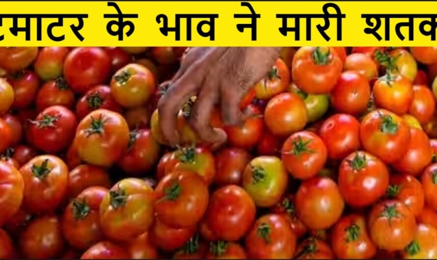 Tomato Rate :- टमाटर ने बिगाड़ा आम आदमी का बजट, भाव पहुंचे 250 रुपए प्रति किलो, इन बड़ी कंपनीयो ने अपने फ़ूड मेनू से हटाया टमाटर
