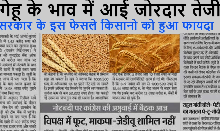 Wheat Rate :- गेहू के भाव में आई जोरदार तेजी, सरकार के इस फेसले किसानो को हुआ फायदा, यह देखे आज के ताजा गेहू के भाव