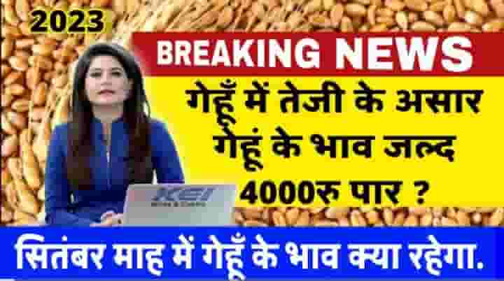 Wheat price : गेहूं में तेजी के आसार, गेहूं के भाव जल्द पहुंचेंगे ₹4000 प्रति क्विंटल पार, सितंबर माह में गेहूं के भाव क्या रहेगा।