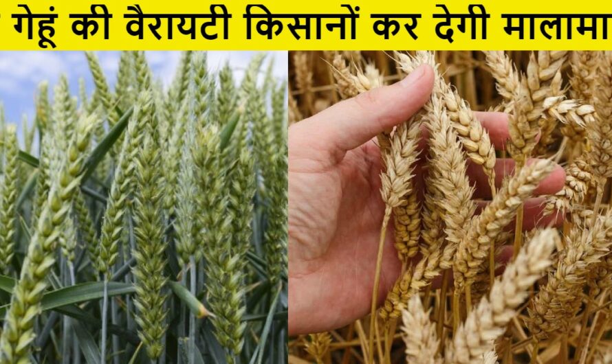 New Wheat Variety : ये गेहूं की वैरायटी किसानों कर देगी मालामाल, कम लागत और कम सिंचाई में भी देंगी बंपर पैदावार