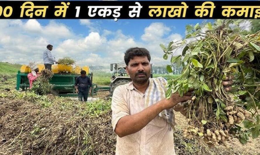 Mungfali Ki Kheti : बाजार में बढ़ी मूंगफली की मांग, किसान मूंगफली की खेती कर कमा सकते है लाखो रुपए, इस तरह करे मूंगफली की बुवाई