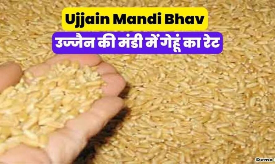 Ujjain Mandi Bhav : उज्जैन मंडी में गेहूं के भाव में आई तेजी, यहां देखे सभी फसलों के ताजा भाव