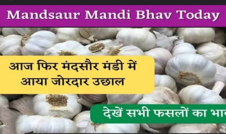 Mandsour Mandi Bhav : लहसुन का भाव पहुंचा 16500 रुपए, यहां देखे मंदसौर मंडी के सभी फैसले के ताजा भाव