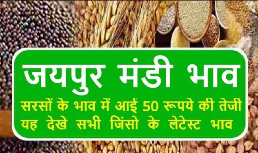Jaipur Mandi Bhav : जयपुर मंडी में गेहूं के दाम में आई तेजी, यहां देखे सभी फसलों के ताजा भाव