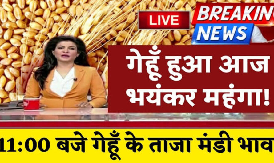 Rajasthan Mandi Bhav : राजस्थान के गेहूं, मांग, सरसो, बाजरा, जो, सोयाबीन, मूंगफली आदि फसलों के ताजा भाव, यहां देखे तेजी मंदी की रिपोर्ट