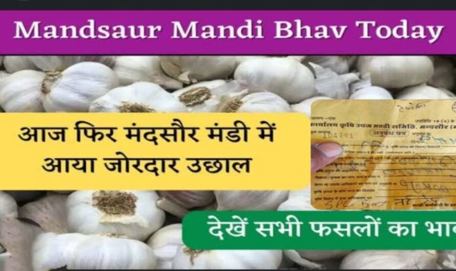 Mandsaur Mandi Bhav : आज का मंदसौर मंडी के ताजा भाव, यहाँ देखे लहसुन, गेहूँ, सोयाबीन, डॉलर  चना , मक्का , कपास आदि के भाव