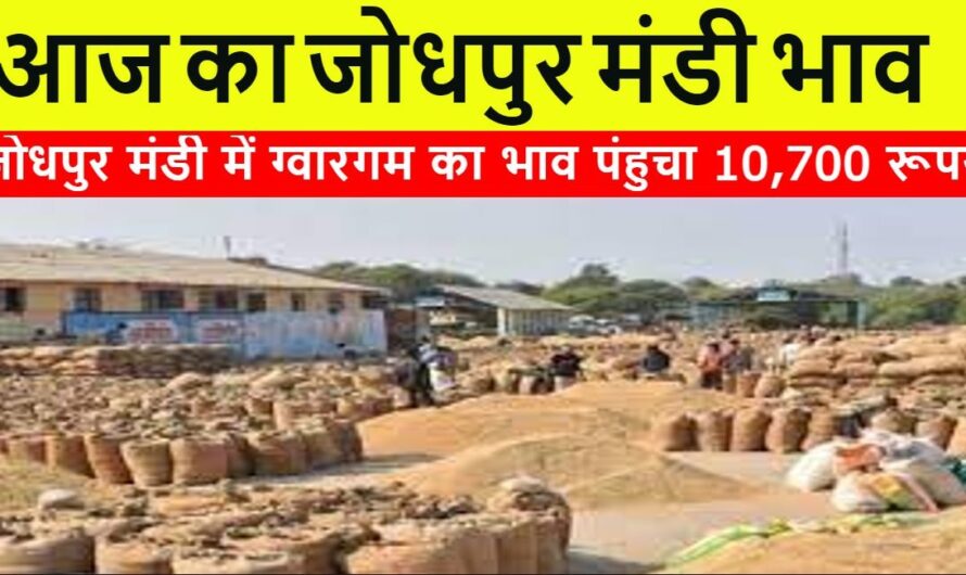 Jodhpur Mandi Bhav : जोधपुर मंडी में ग्वारगम का भाव पंहुचा 10,700 रूपये, यहाँ देखे सभी जोधपुर मंडी के सभी जिंसो के ताजा भाव
